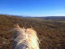 Iceland-Iceland Shorts-Sheep Round-Up on Horseback